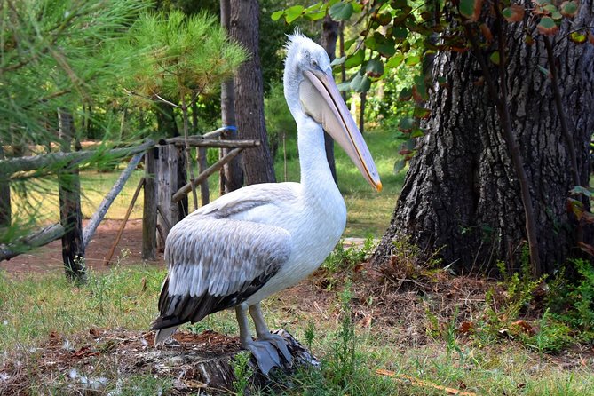 Albania Birdwatching, Kayaking, Bicycle National Park Divjaka Karavasta(ARG) - Price and Value: What You’re Really Paying For