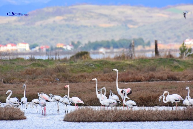 Albania Birdwatching, Kayaking, Bicycle National Park Divjaka Karavasta(ARG) - Kayaking in the Western Lagoon: Paddling, Looking, and Getting Wet