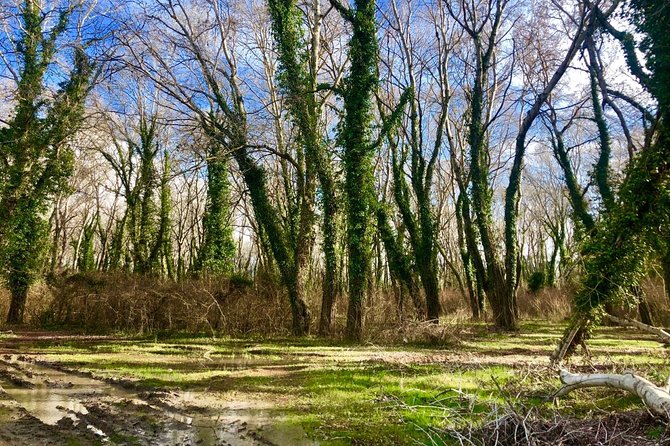 Albania Birdwatching, Kayaking, Bicycle National Park Divjaka Karavasta(ARG) - The Mediterranean Pine Forest and Birdwatching That Feels Natural