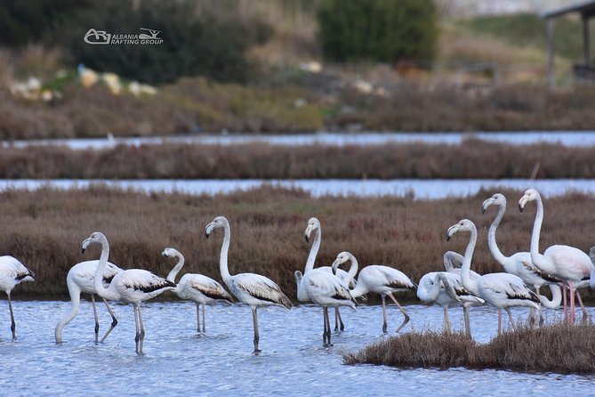 Albania Birdwatching, Kayaking, Bicycle National Park Divjaka Karavasta(ARG) - Fish Lunch by the Lagoon: Local Food, Included Energy