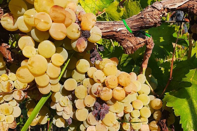 Berat 4x4 Off-Road and Vineyard Wine Tasting - Why Malinat feels different than a generic winery stop