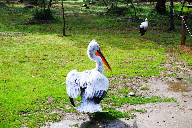 Day Tour of Berat and Karavasta Lagoon from Tirana&Durres - Who this tour fits best (and who should think twice)