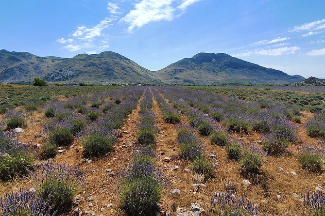 Day tour of Theth from Tirana - Qafë thore (Thora Pass): the alpine viewpoint that sets the tone