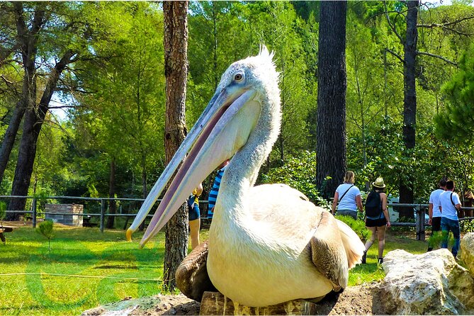 Karavasta Lagoon Adventure: Boat & Wildlife Tour from Durrës - Food, drinks, and the reality check on costs