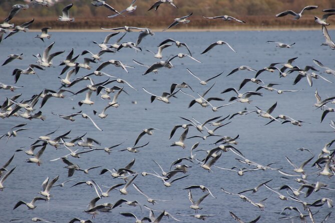 Private Birding Tour in Albania - Salt Marshes, Lagoons, Wetlands, and Pine Habitats
