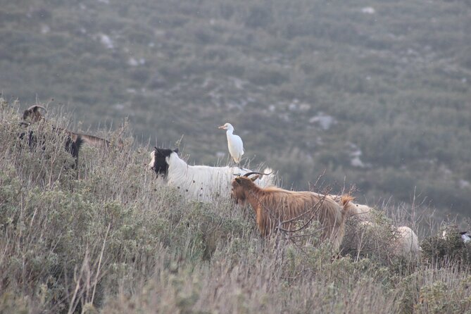 Private Birding Tour in Albania - The Value Question: What $2,545 Per Group Really Buys