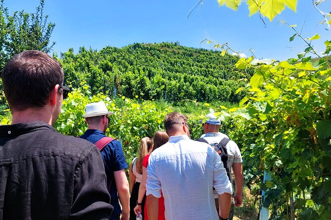 Vineyards, Albanian Wine Tasting & Boat Tour from Tirana/Durres - A wine-and-raki day with a real lake setting (not just tastings)
