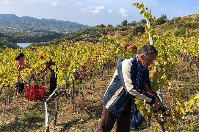 Wine Tasting & Vineyards Escape near Tirana - How the 5 to 6 hour format really feels