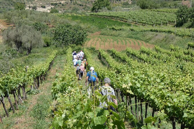 Winetasting tour in Alpeta winery - Roshnik village by 1001 Albanian Adventures - Roshnik vineyards: what you learn when you walk among the vines
