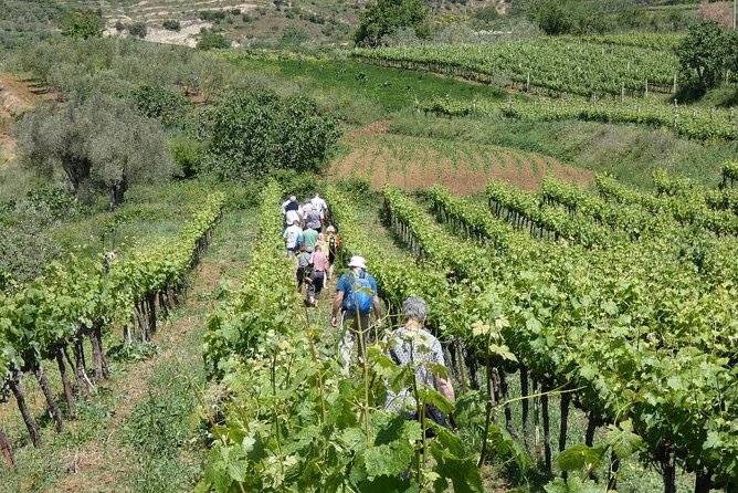 Winetasting tour in Alpeta winery - Roshnik village by 1001 Albanian Adventures - Who should book this tour (and who might skip it)